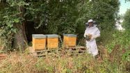 Nicolas Ricau en tenue d'apiculteur devant les ruches de l'Étuverie