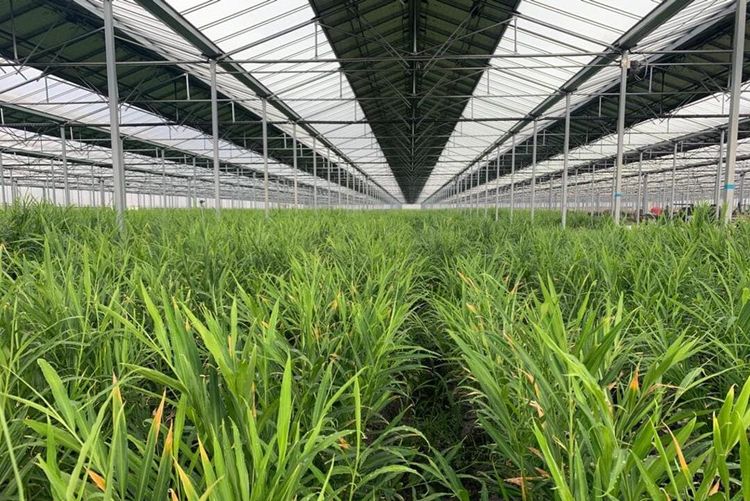 Une plantation de gingembre sous serre.