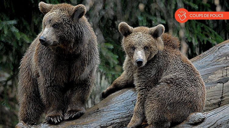 Des ours bruns du parc animalier des Pyrénées.
