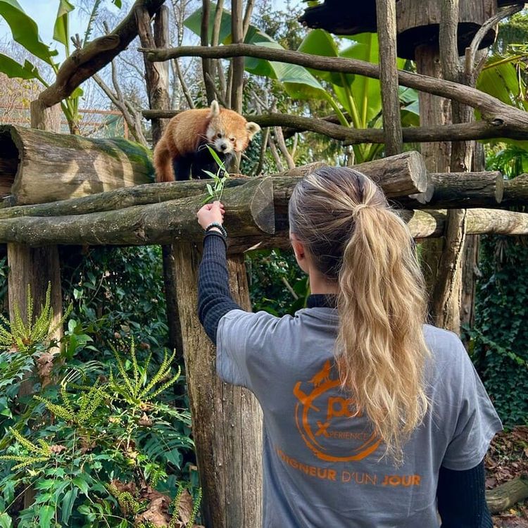 Une visiteuse du parc animalier des Pyrénées donne à manger à un panda roux, dans le cadre de l'animation "soigneur d'un jour".