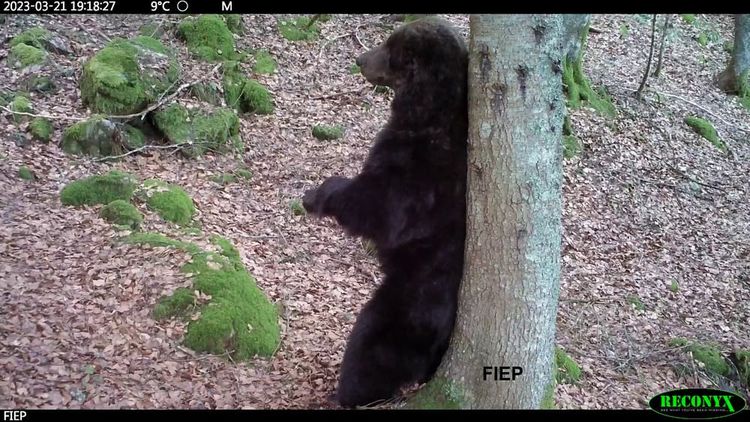 L'ours Néré pris en photo en Béarn.