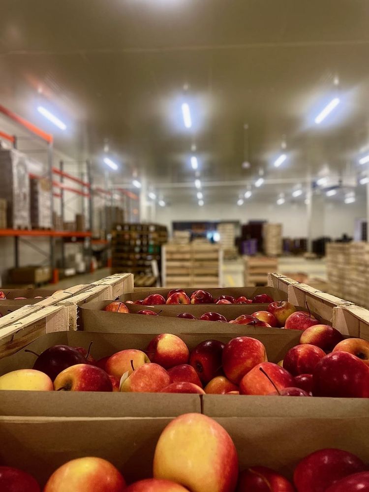 Des pommes dans le bâtiment de la Sica Bio Pays Landais.