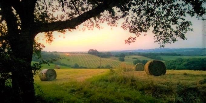 Un champ du Gers avec l'ombre d'un chêne en premier plan, des meules de foin, des vignes à l'horizon et le soleil levant