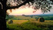 Un champ du Gers avec l'ombre d'un chêne en premier plan, des meules de foin, des vignes à l'horizon et le soleil levant