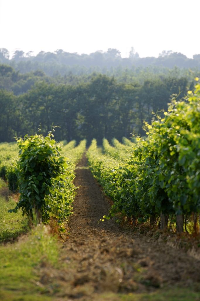 Une vue des vignes du Domaine de l'Airial en pleine campagne