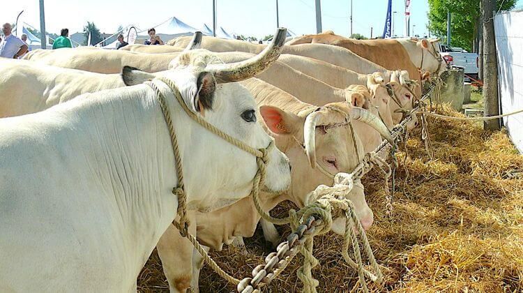 PAYSANS DU GERS - Gascogn'Agri s’installe à Auch pour plus d’impact