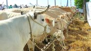 PAYSANS DU GERS - Gascogn'Agri s’installe à Auch pour plus d’impact