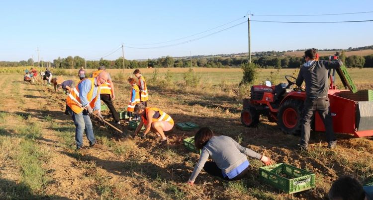 Salariés d'Ecocert et bénévoles de la Banque Alimentaire du Gers en pleine récolte de pommes de terre