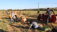 Salariés d'Ecocert et bénévoles de la Banque Alimentaire du Gers en pleine récolte de pommes de terre
