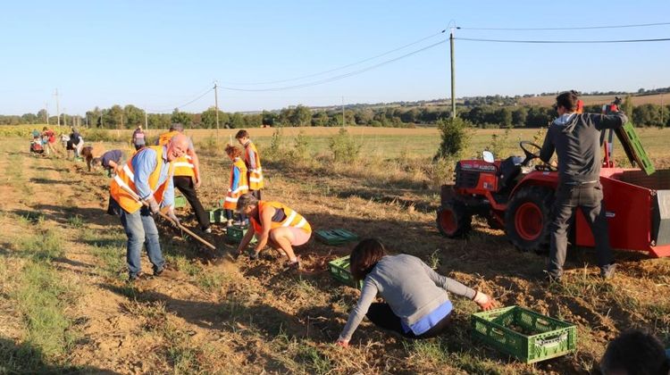 Salariés d'Ecocert et bénévoles de la Banque Alimentaire du Gers en pleine récolte de pommes de terre