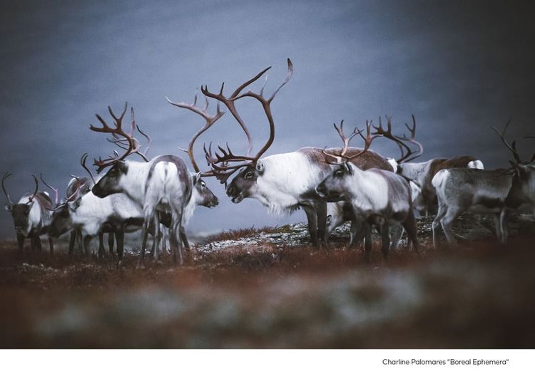 Un cliché de la photographe Charline Palomares, issu de sa série "Boreal Ephemera".