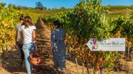 Trois amies se promènent dans les vignes lors du Fascinant week-end