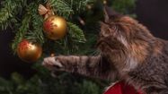 Un chat en train de jouer avec les boules du sapin de Noël