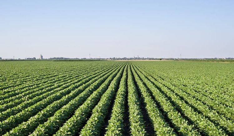 Les champs de la coopérative agricole Euralis.