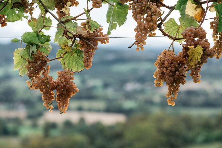 Des vignes dans un domaine du Jurançon. Crédit photo : Clément Herbaux