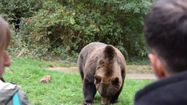 L'un des pensionnaires de Parc'Ours, à Borce.