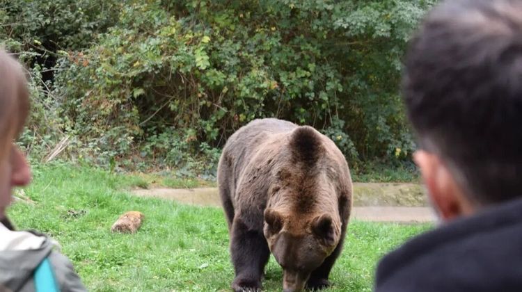 L'un des pensionnaires de Parc'Ours, à Borce.