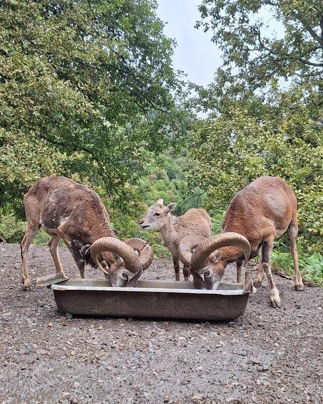 Des pensionnaires de l'espace animalier Parc'Ours, à Borce.