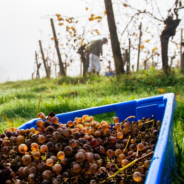 Le Domaine du Cinquau, à Artiguelouve.