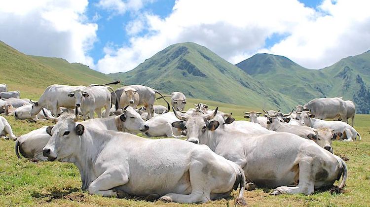 De belles ambitions pour la Gasconne des Pyrénées - PresseLib