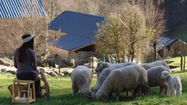 Gwendoline Ribeyron  et ses brebis mérinos, dans sa ferme à Escot.