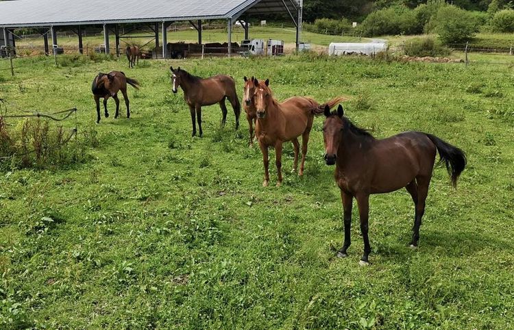 Quelques chevaux réformés de l'Ecurie Bonjour Bonsoir, en Béarn.