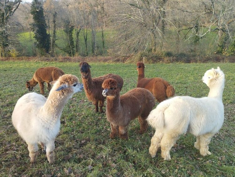Les alpagas de la ferme Pakucha dans leur enclos, à Lucq-de-Béarn.