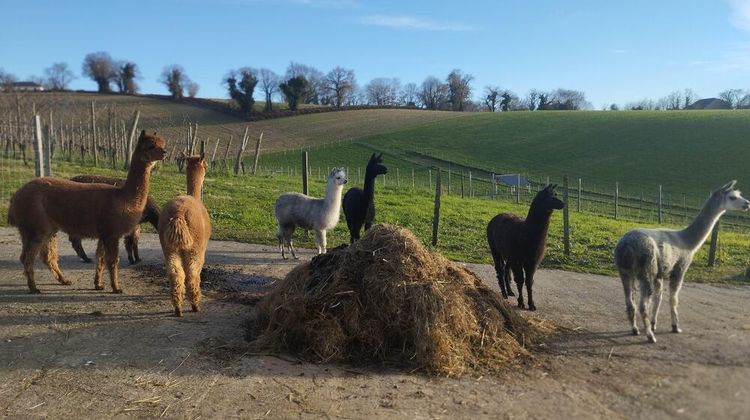 Les alpagas de la ferme Pakucha, à Lucq-de-Béarn.
