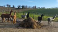 Les alpagas de la ferme Pakucha, à Lucq-de-Béarn.