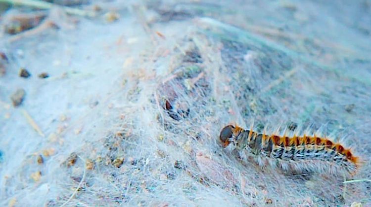 ALERTE – Les chenilles processionnaires menacent chiens et chats