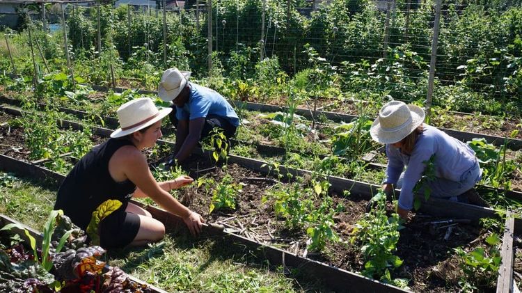 Des bénévoles de la ferme urbaine Les Fioretti en plein travail.