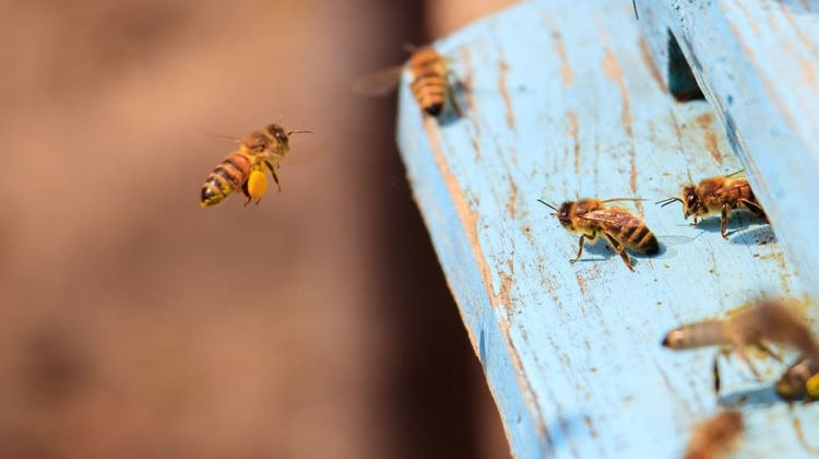 Soutenu par la Fondation Lune de Miel ®, basée en Béarn, l'Institut de l'abeille lance un projet de recherche collaboratif et prospectif pour imaginer les modèles économiques et techniques capables de préparer la filière française à l'horizon 2050