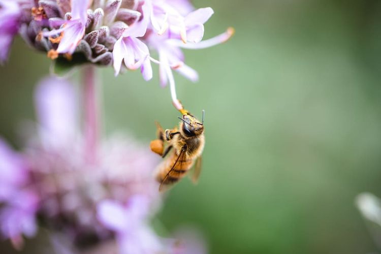 Soutenu par la Fondation Lune de Miel ®, basée en Béarn, l'Institut de l'abeille lance un projet de recherche collaboratif et prospectif pour imaginer les modèles économiques et techniques capables de préparer la filière française à l'horizon 2050