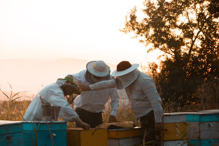 Soutenu par la Fondation Lune de Miel ®, basée en Béarn, l'Institut de l'abeille lance un projet de recherche collaboratif et prospectif pour imaginer les modèles économiques et techniques capables de préparer la filière française à l'horizon 2050