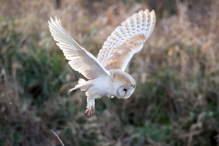 Chouette Effraie des clochers. Crédit photo : Pixabay